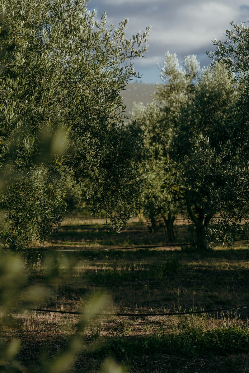 Olive grove on Portuguese farmland