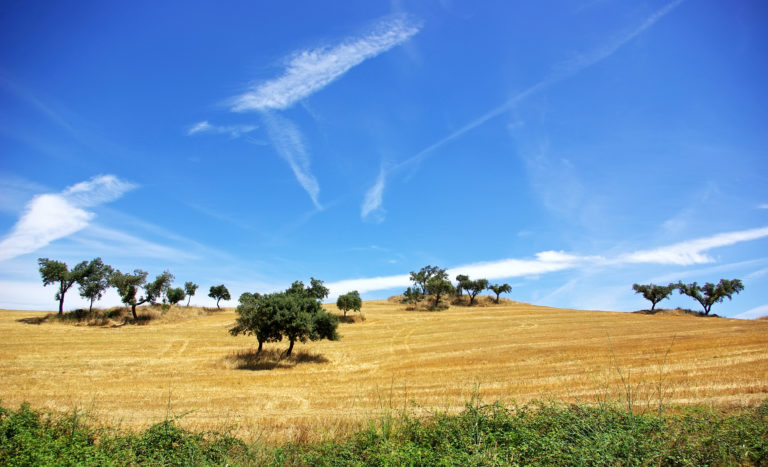 Is Agriculture the Missed Opportunity in Climate Investment?